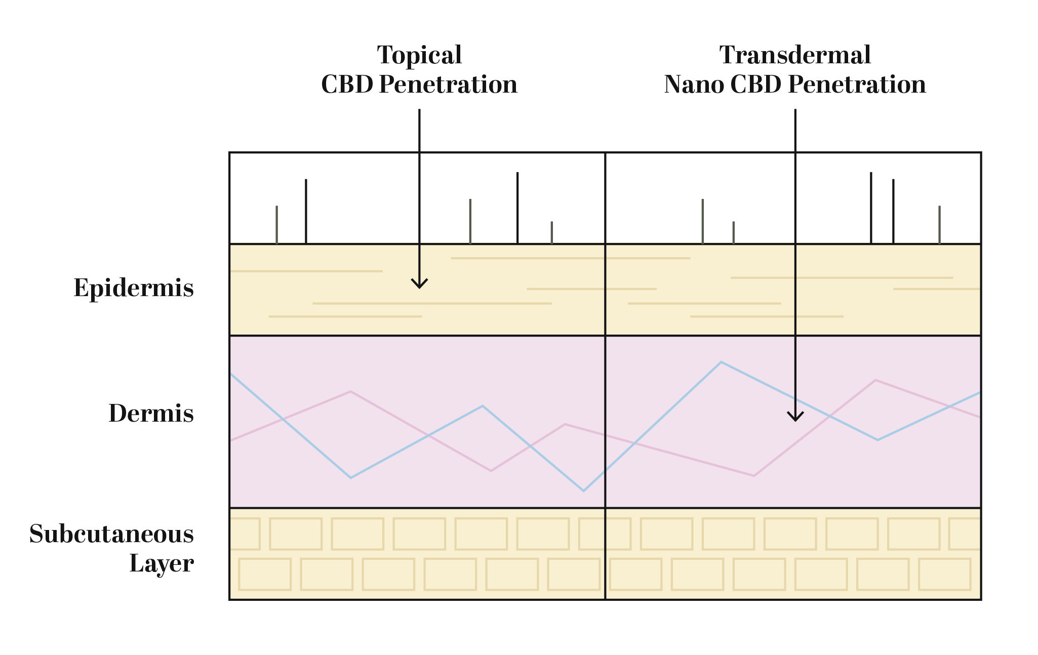 Scientific Image Showing the Penetration Levels of Topical CBD vs. Transdermal Nano CBD